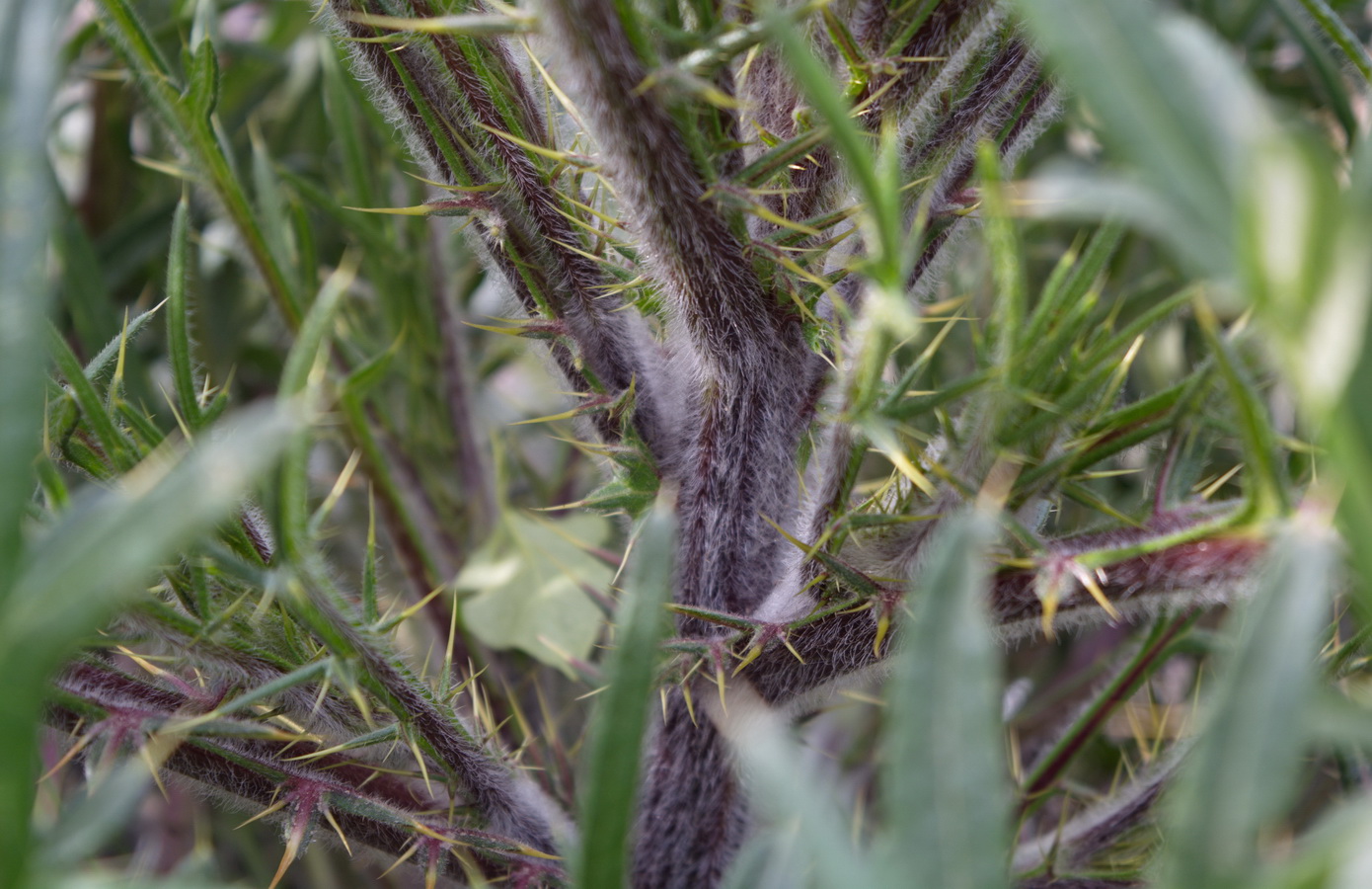 Изображение особи Cirsium serrulatum.