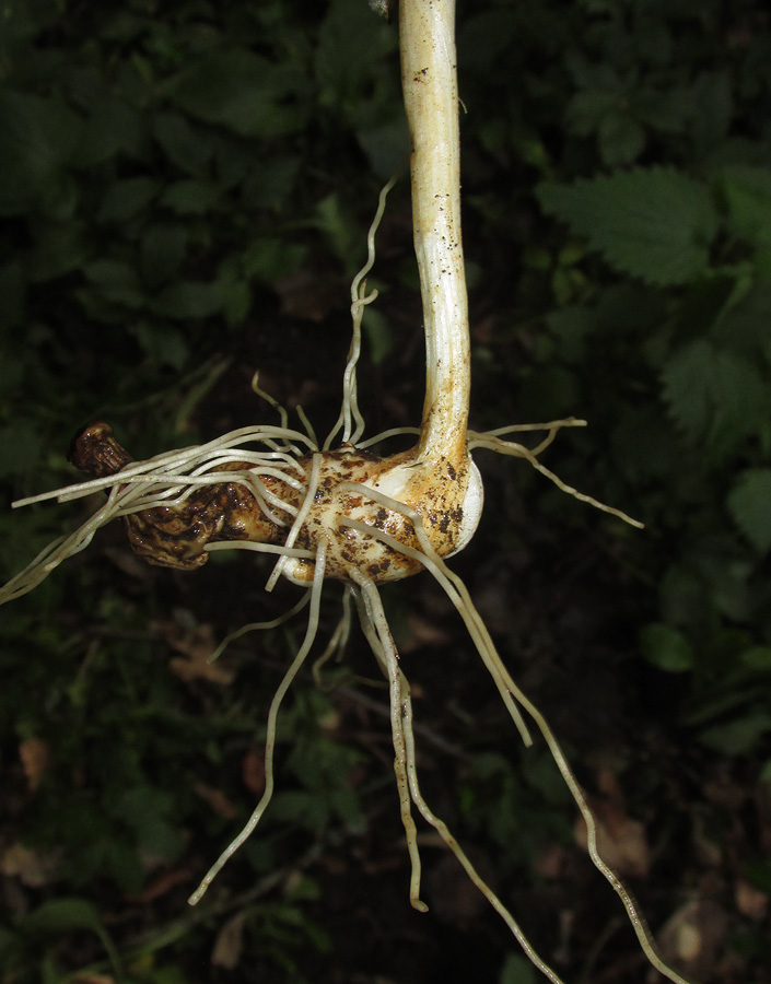 Image of Arum maculatum specimen.