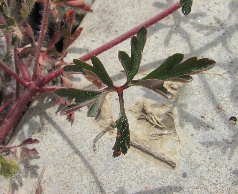 Image of Geranium purpureum specimen.