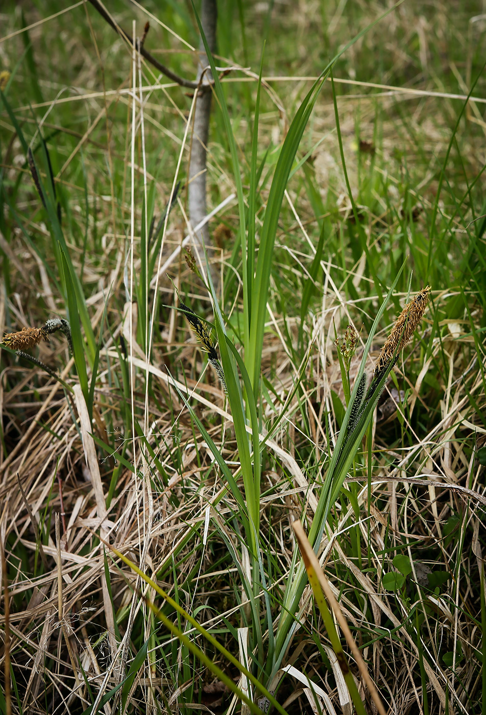 Изображение особи Carex acuta.