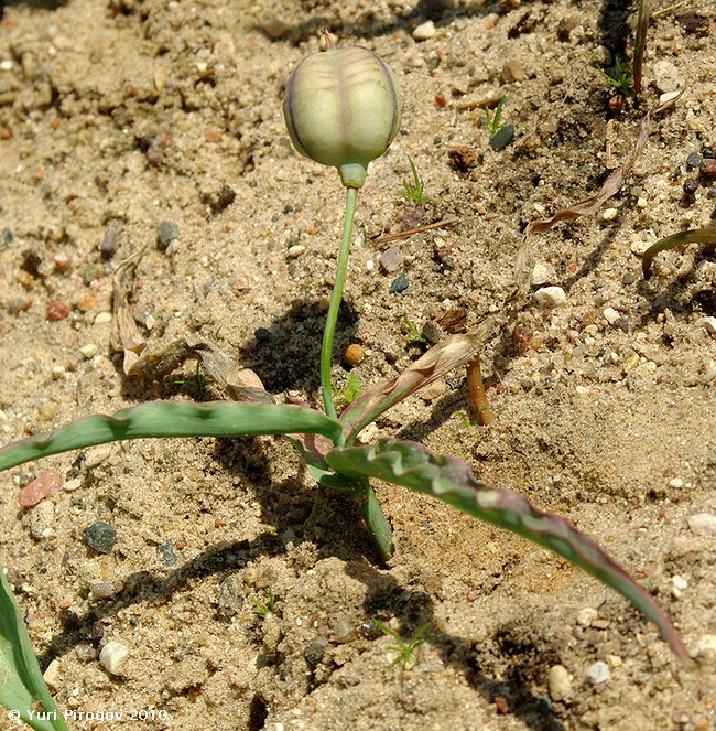 Image of Tulipa hissarica specimen.