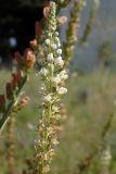 Reseda alba
