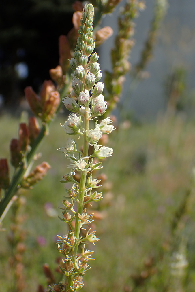 Image of Reseda alba specimen.