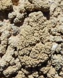 Aspicilia vagans