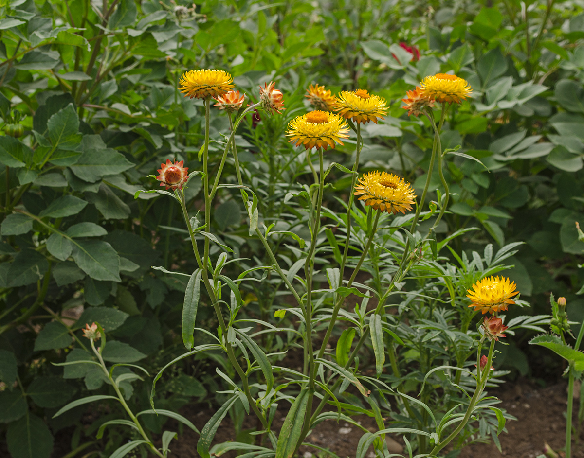 Изображение особи Xerochrysum bracteatum.