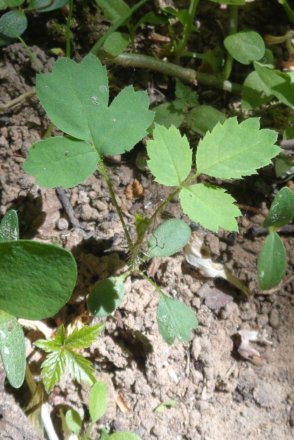 Image of Rosa spinosissima specimen.