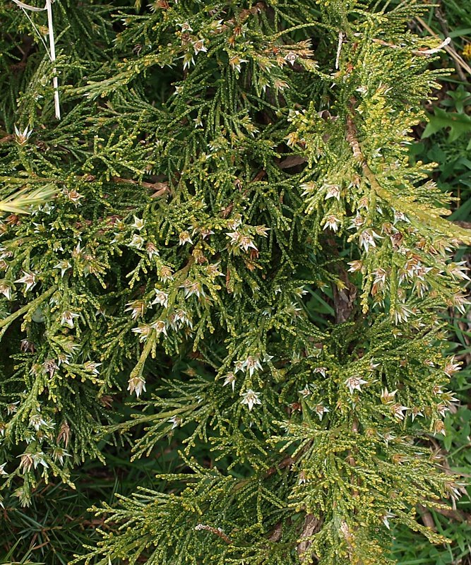 Image of Juniperus sabina specimen.