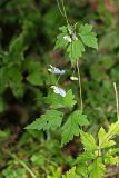 Aconitum stoloniferum