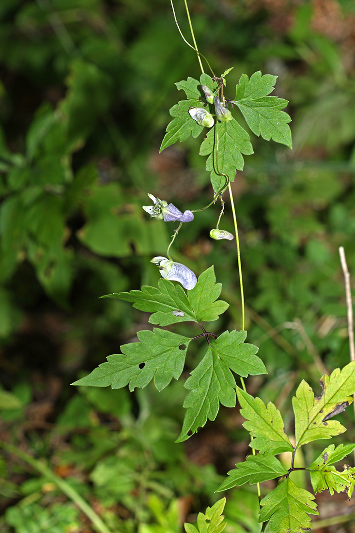 Изображение особи Aconitum stoloniferum.