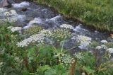 род Heracleum