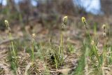 Carex ericetorum