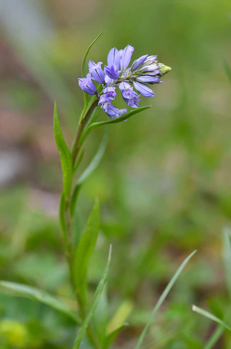 Image of Polygala hybrida specimen.