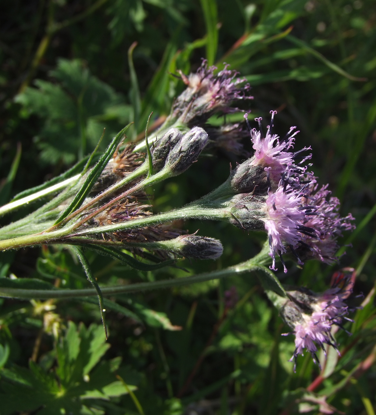 Изображение особи Saussurea oxyodonta.