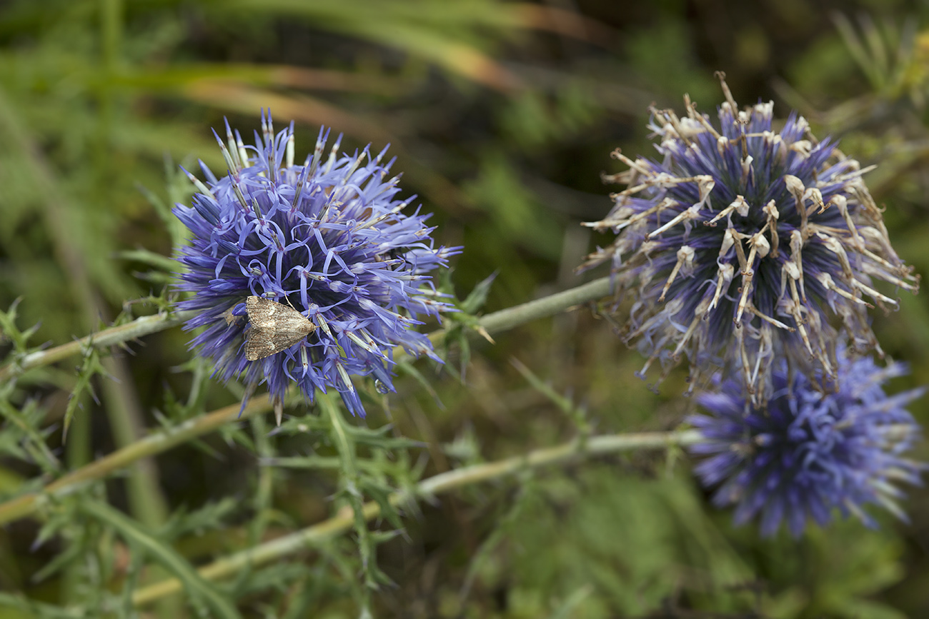 Изображение особи Echinops ruthenicus.