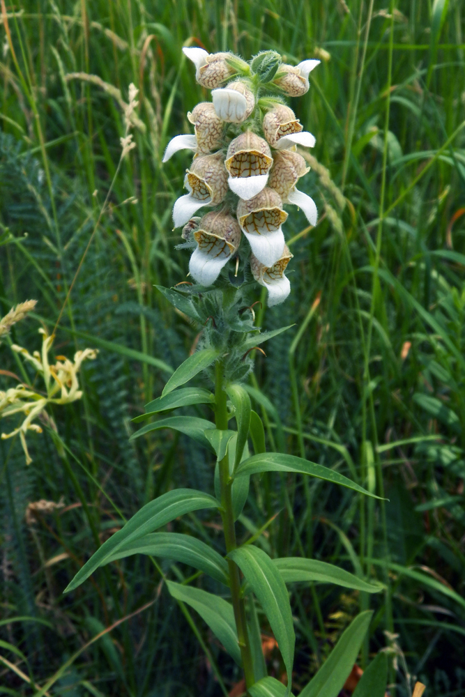 Изображение особи Digitalis lanata.