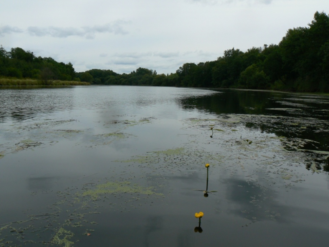 Изображение особи Nuphar japonica.