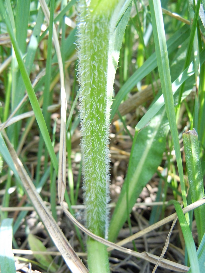 Image of Cirsium incanum specimen.