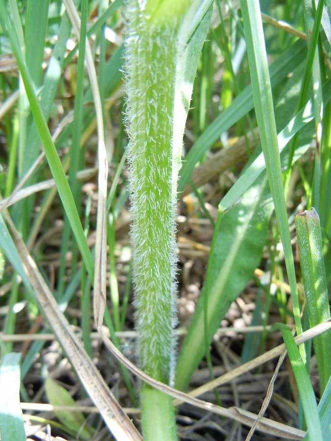 Изображение особи Cirsium incanum.