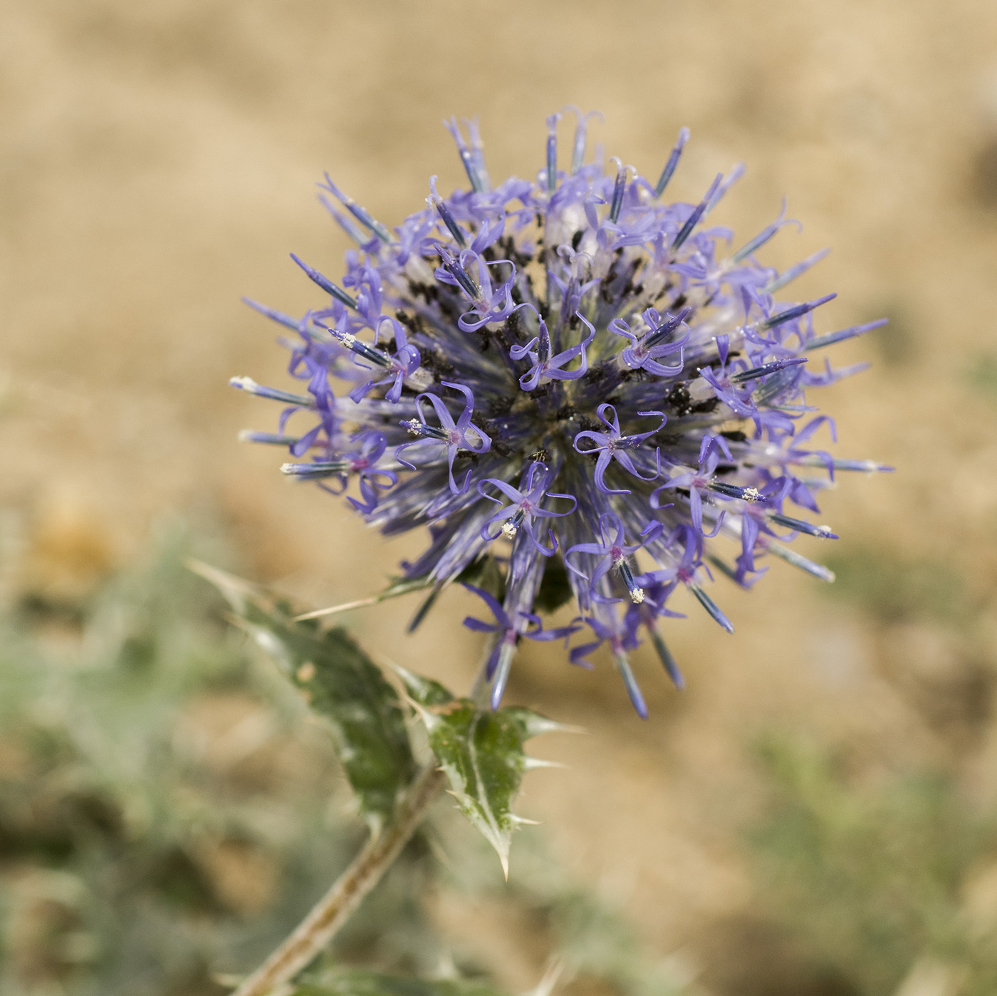 Изображение особи Echinops ruthenicus.