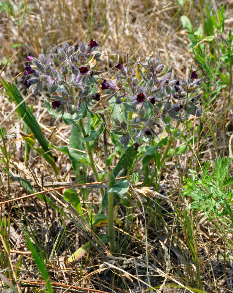 Image of Nonea rossica specimen.