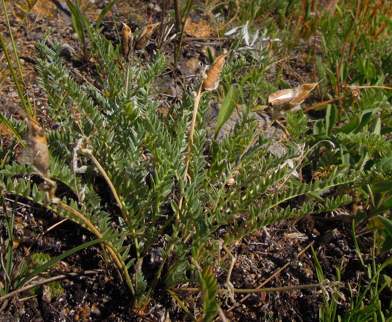 Image of genus Oxytropis specimen.