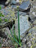 Allium altaicum