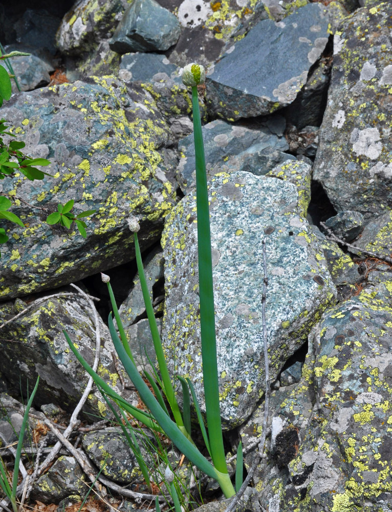 Изображение особи Allium altaicum.