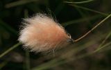 Eriophorum russeolum