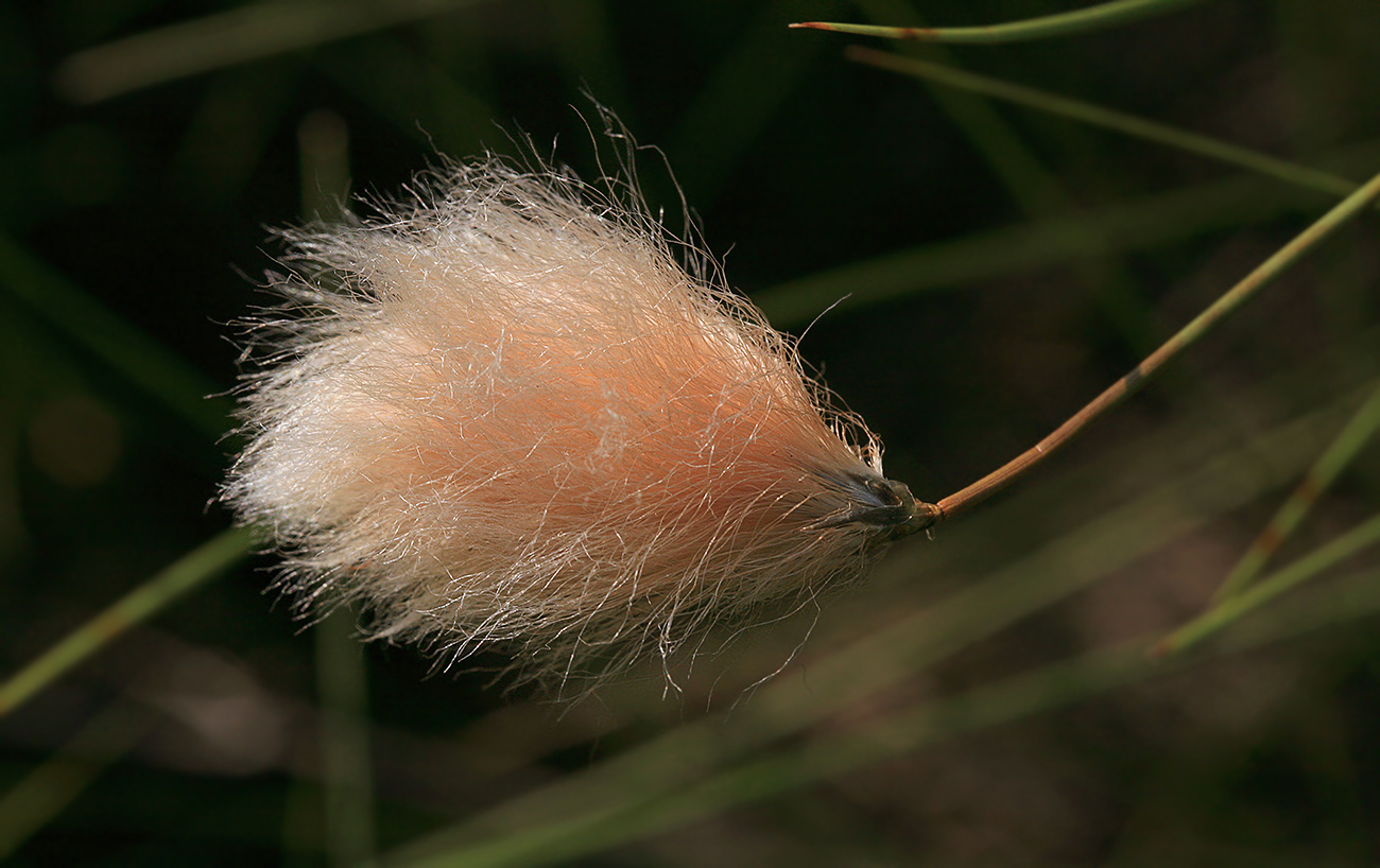 Изображение особи Eriophorum russeolum.