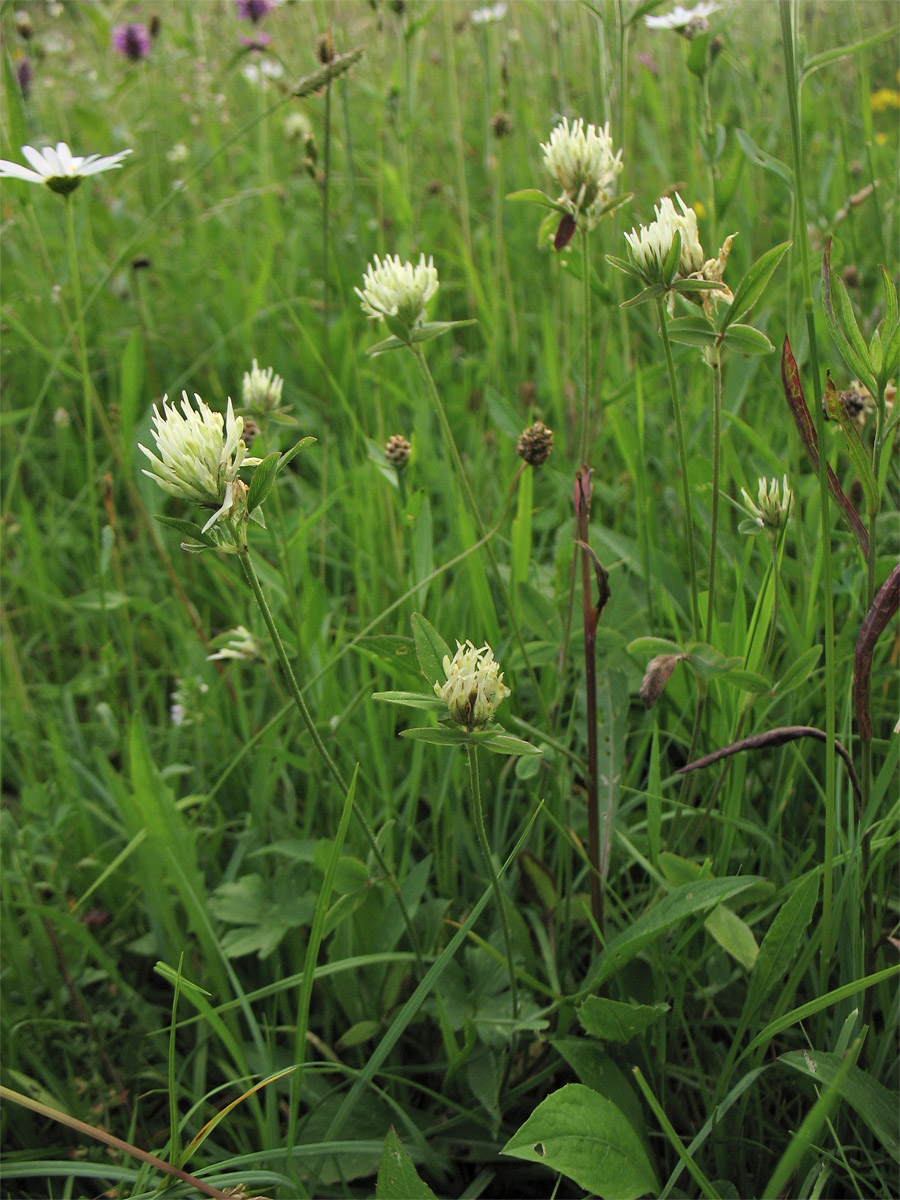 Image of Trifolium ochroleucon specimen.