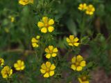 Potentilla tergemina