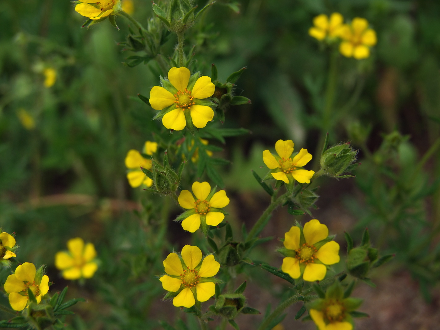 Изображение особи Potentilla tergemina.