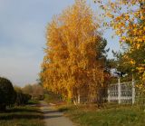 Betula pendula. Деревья с листьями в осенней окраске. Казахстан, Восточно- Казахстанская обл., г. Усть-Каменогорск, в культуре. 17.10.2017.