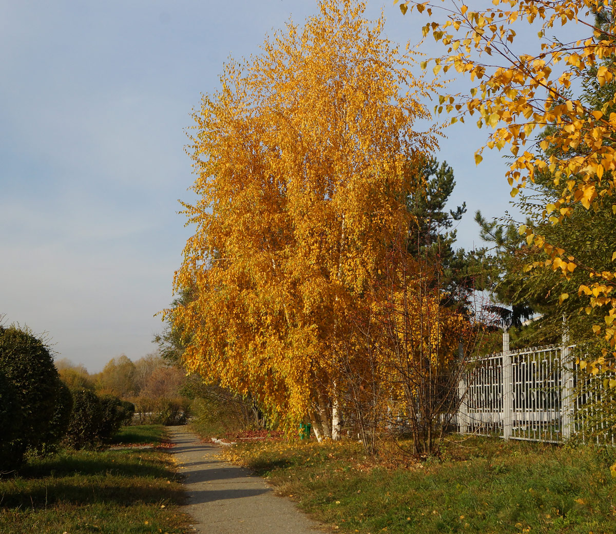 Изображение особи Betula pendula.