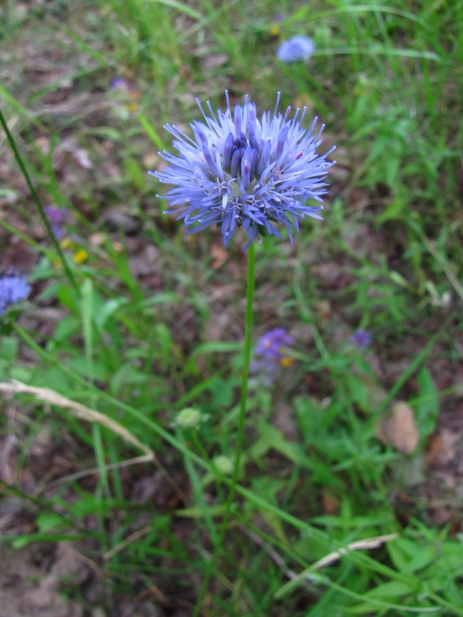 Image of Jasione montana specimen.