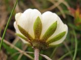 Dryas octopetala