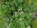 Clematis mandshurica. Листья и верхушки побегов с соцветиями. Красноярский край, окр. г. Красноярск, зоопарк \"Роев ручей\", в культуре. 12.08.2018.