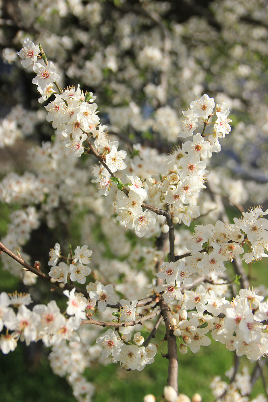 Image of Prunus cerasifera specimen.