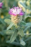 Centaurea seridis подвид maritima. Верхушка побега с соцветием. Испания, Валенсия, окр. г. Кастельон-де-ла-Плана, стабилизированная прибрежная дюна. 25.03.2019.