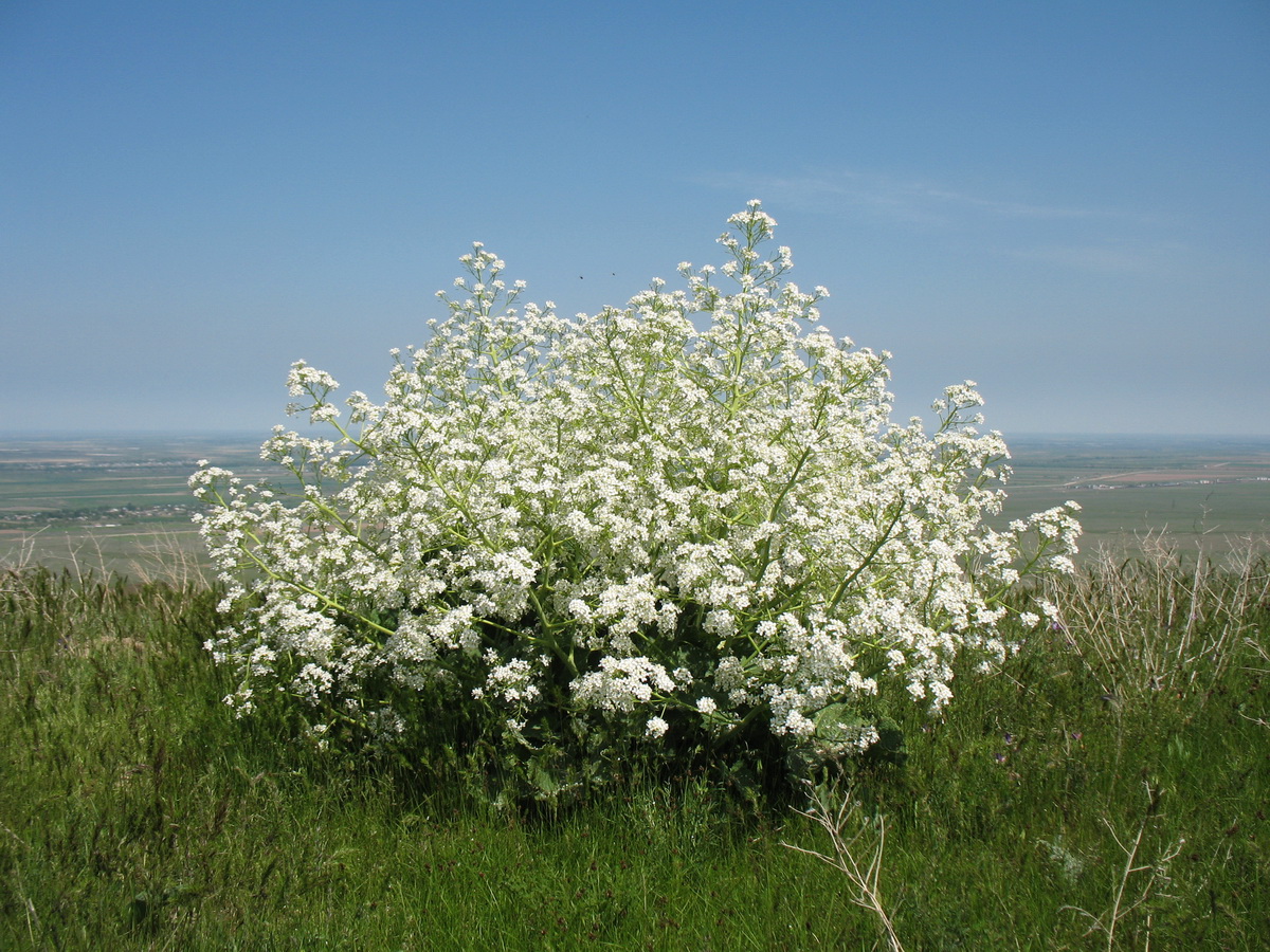 Image of Crambe kotschyana specimen.