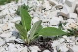 Inula helenium. Вегетирующее растение. Краснодарский край, м/о г. Новороссийск, окр. станицы Натухаевской, гора Лысая, заброшенный мергелевый карьер, щебнистая россыпь. 01.05.2019.