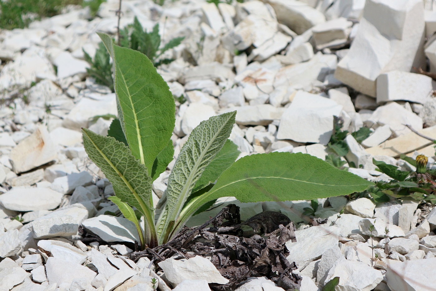 Изображение особи Inula helenium.