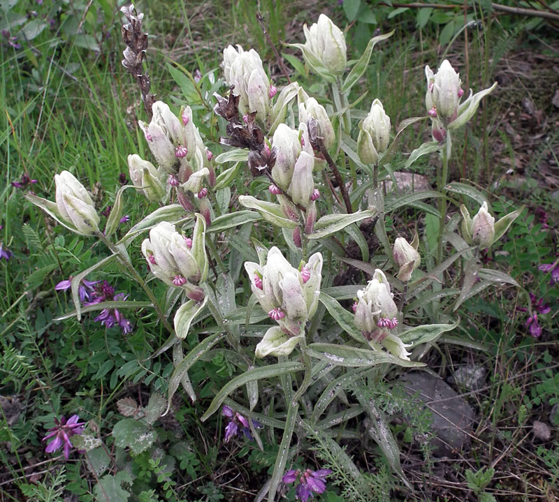Image of Castilleja lapponica specimen.