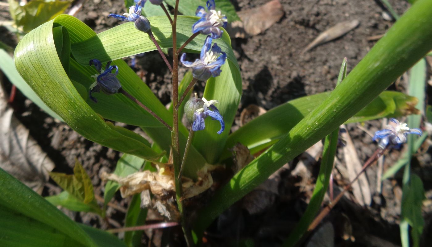 Изображение особи Chionodoxa sardensis.