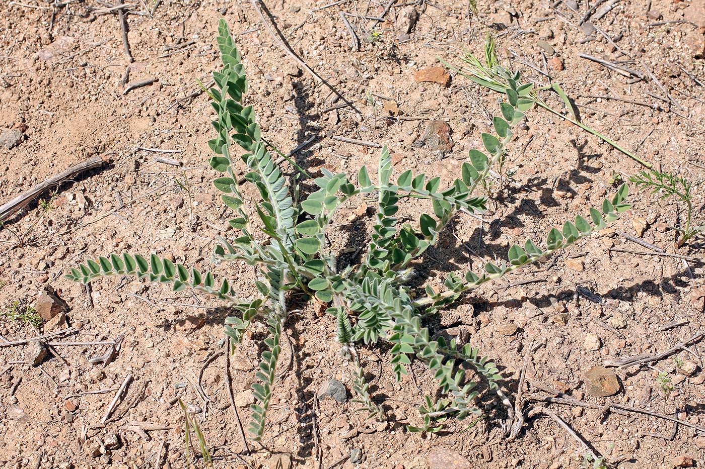 Изображение особи Astragalus amygdalinus.