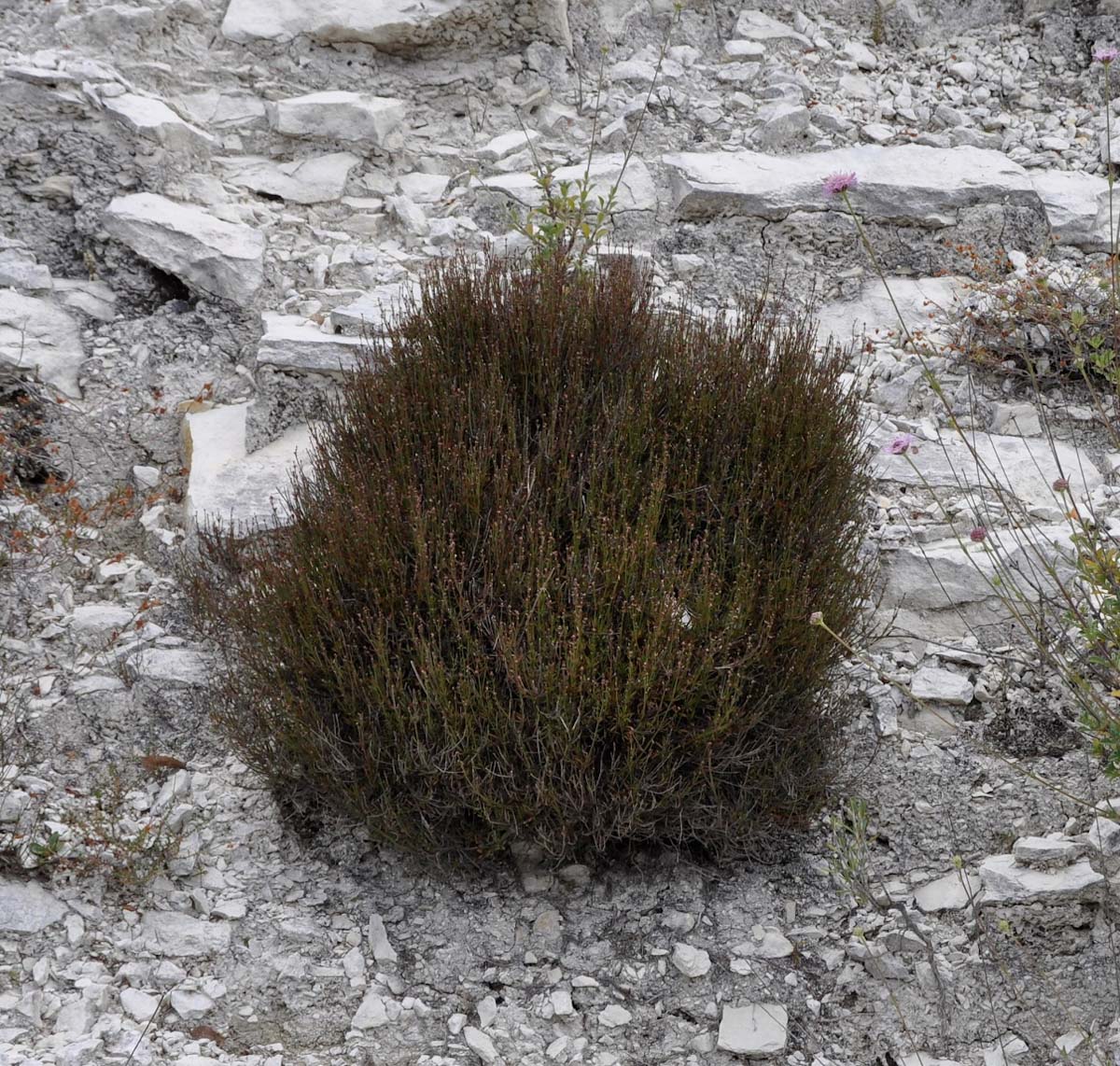 Image of Asperula cypria specimen.