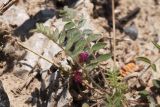 Oxytropis litwinowii