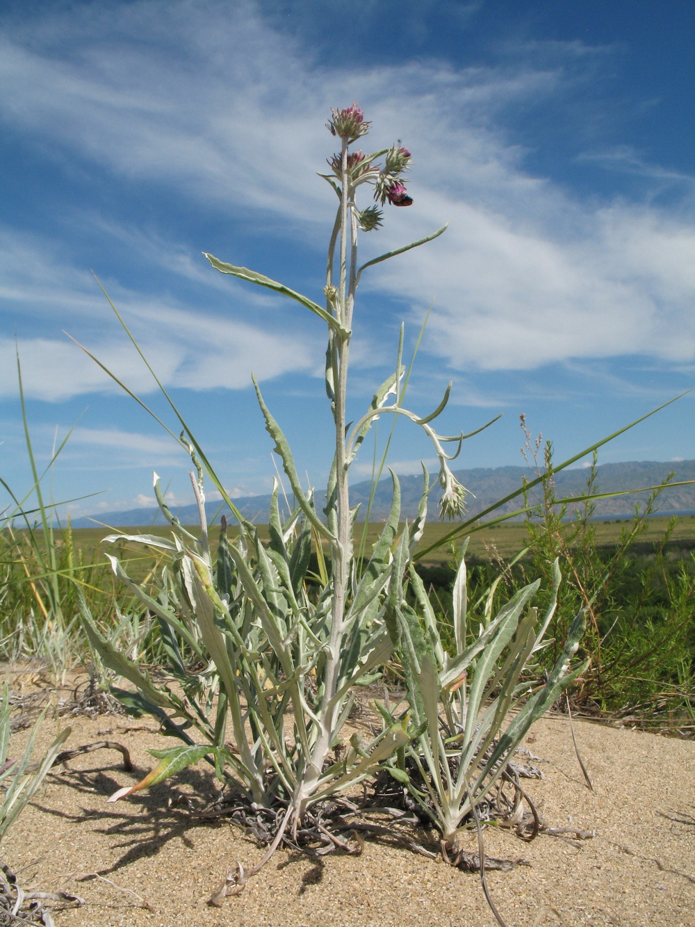 Image of Jurinea albicaulis specimen.