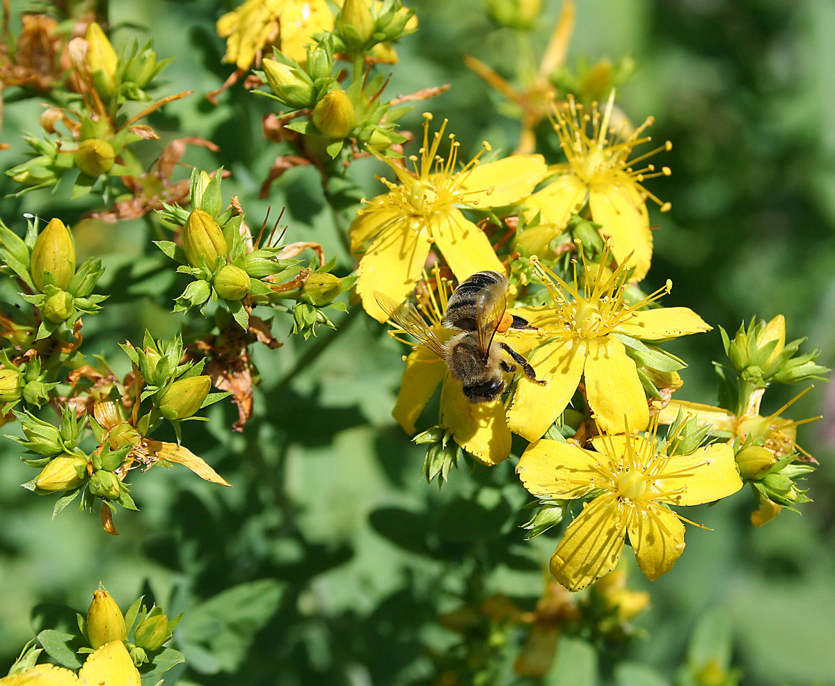 Image of Hypericum perforatum specimen.