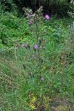 Cirsium vulgare